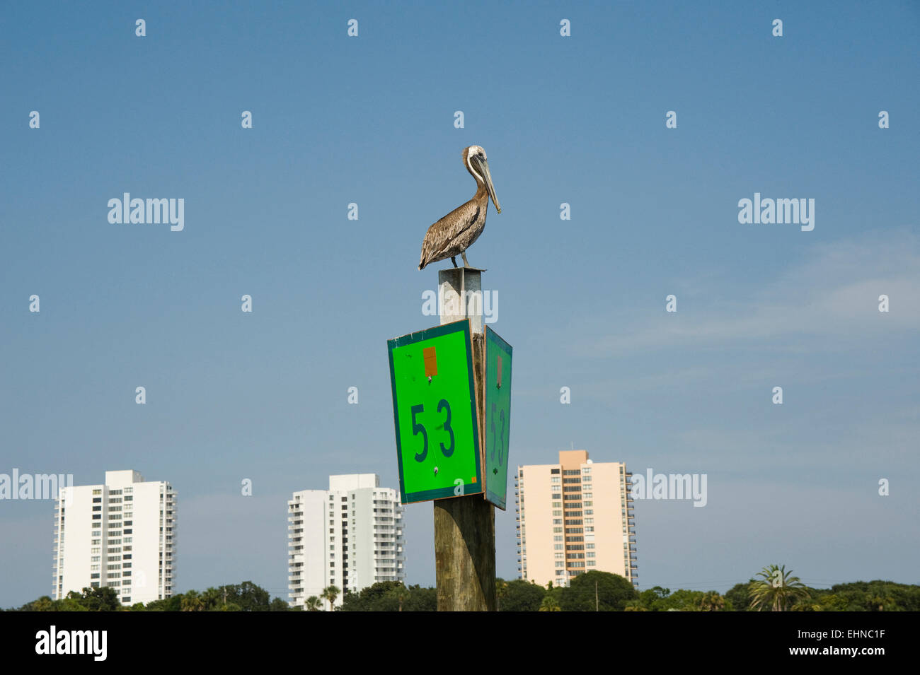 Pelican sitting on an Intracoastal Waterway marker, Florida, USA Stock