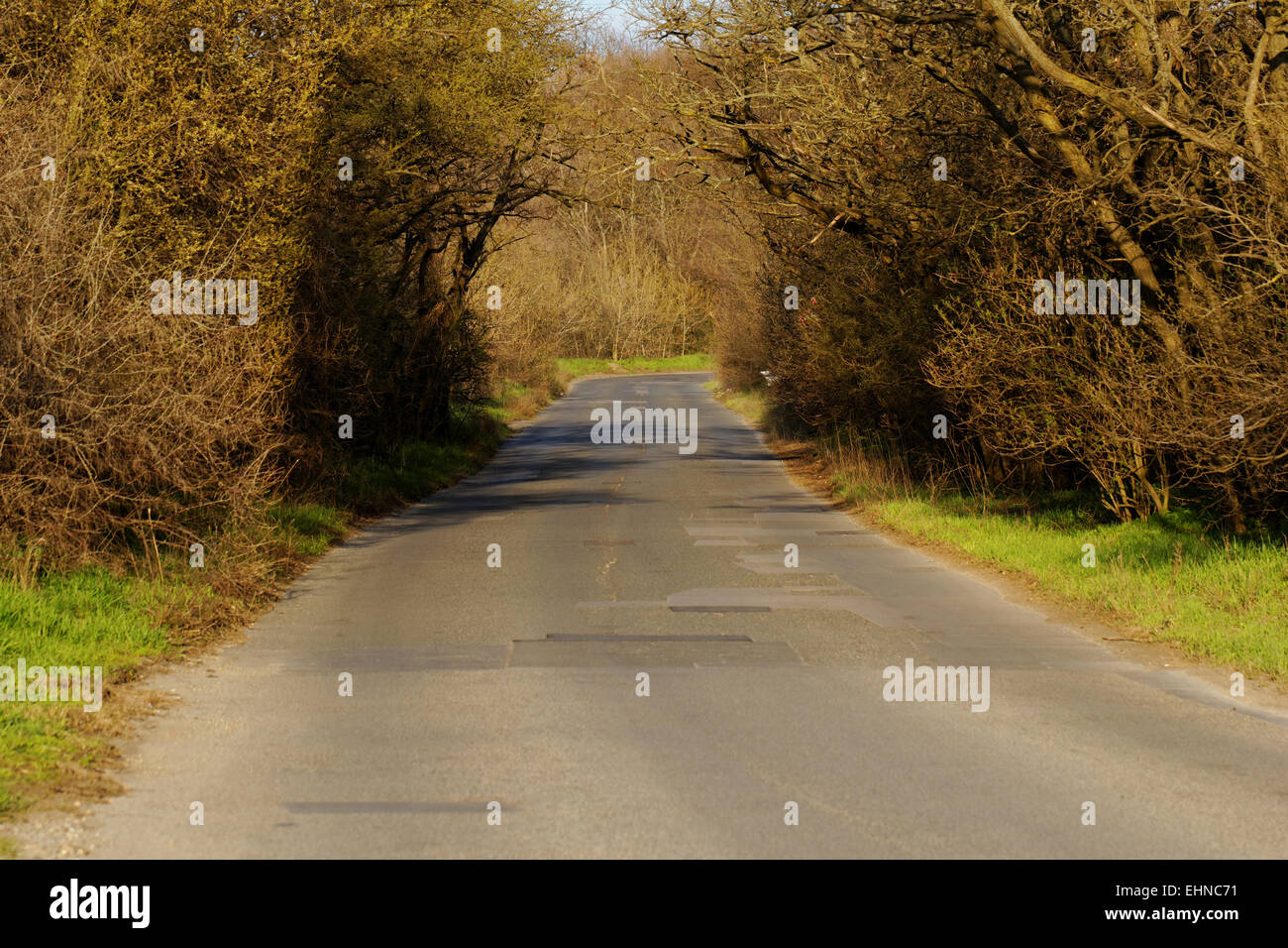asphalt road into the forest Stock Photo - Alamy