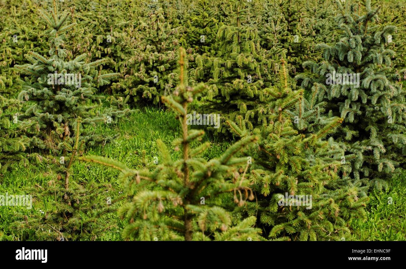 many small pine trees Stock Photo Alamy