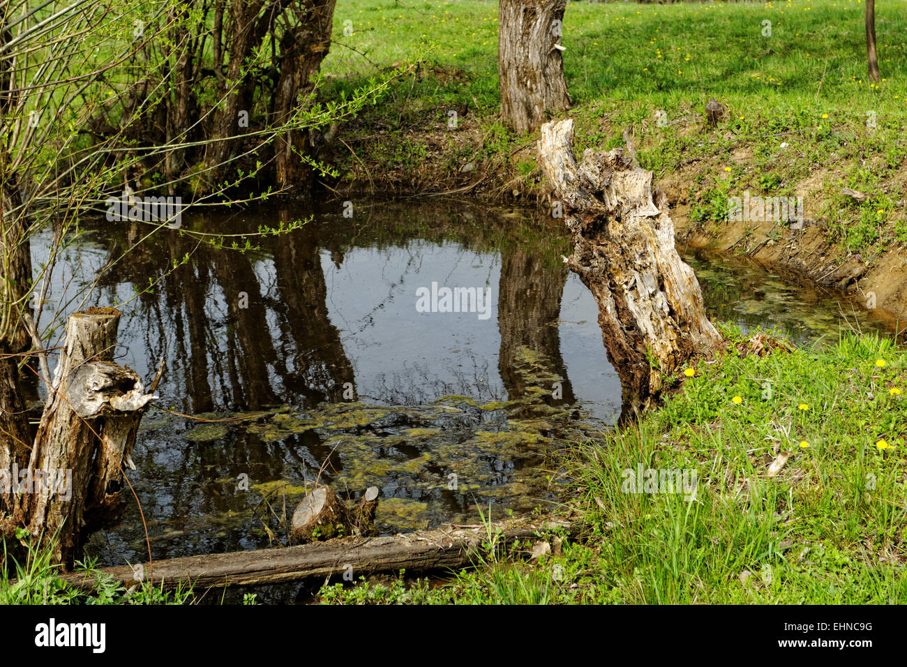 Small pond in middle forest hi-res stock photography and images - Alamy