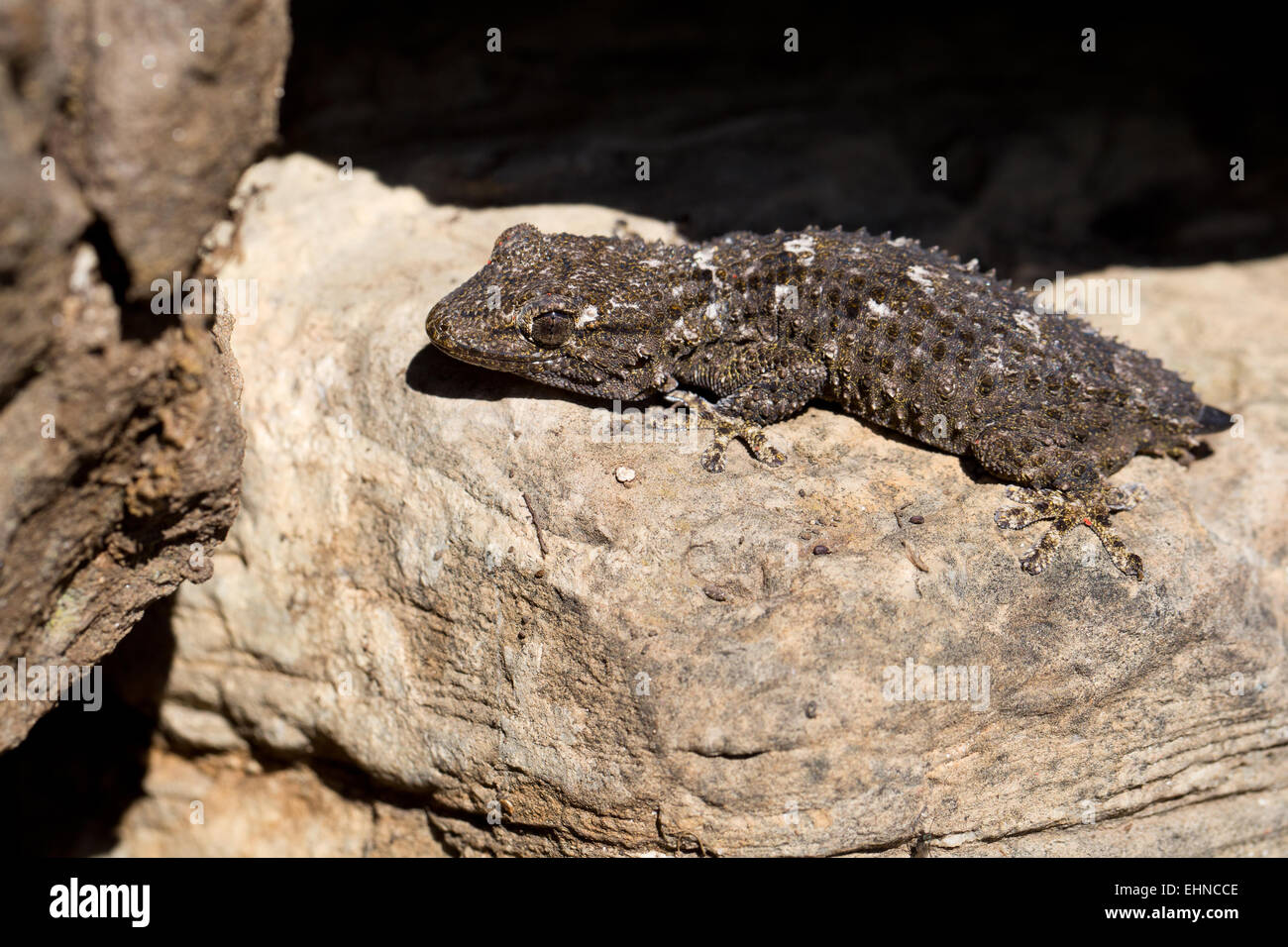 wall gecko Stock Photo Alamy