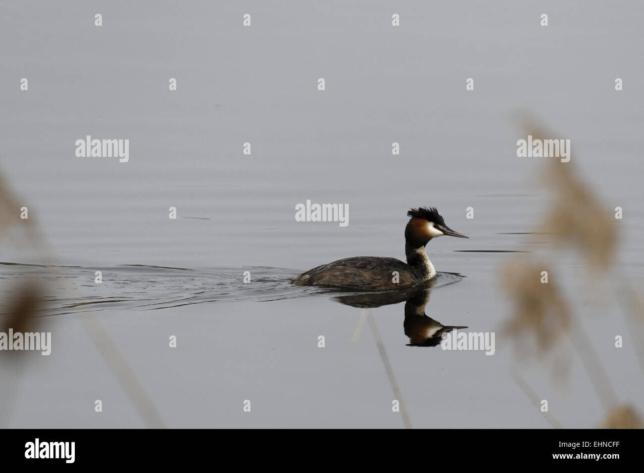 great crested grebes,  Podiceps cristatus, Stock Photo
