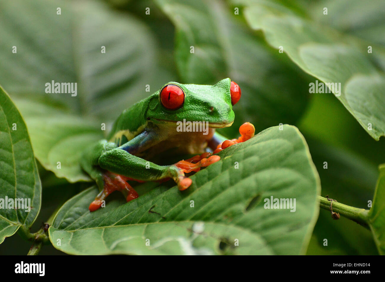 red eyed tree frog in Costa Rica Stock Photo Alamy