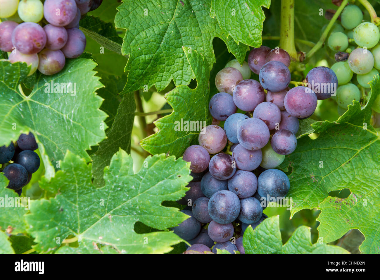 Red grapes and leaves on a grapevine in wine district Saint-Emilion. Stock Photo