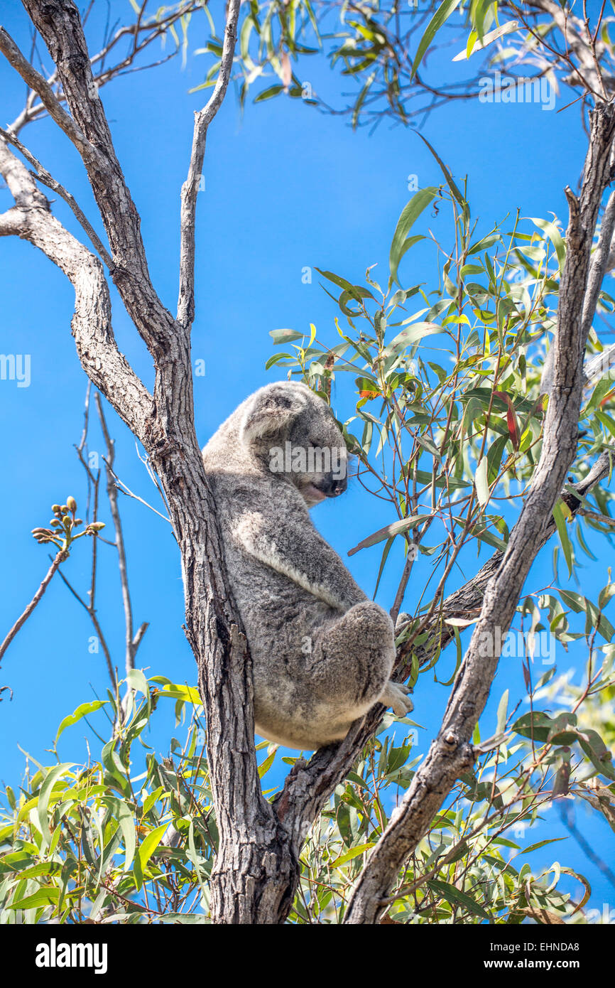Koala hi-res stock photography and images - Alamy