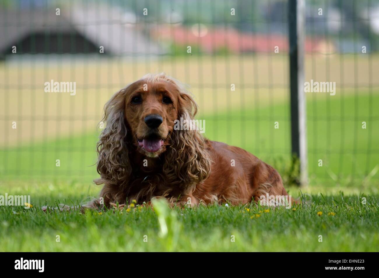 brown dog in the meadow Stock Photo