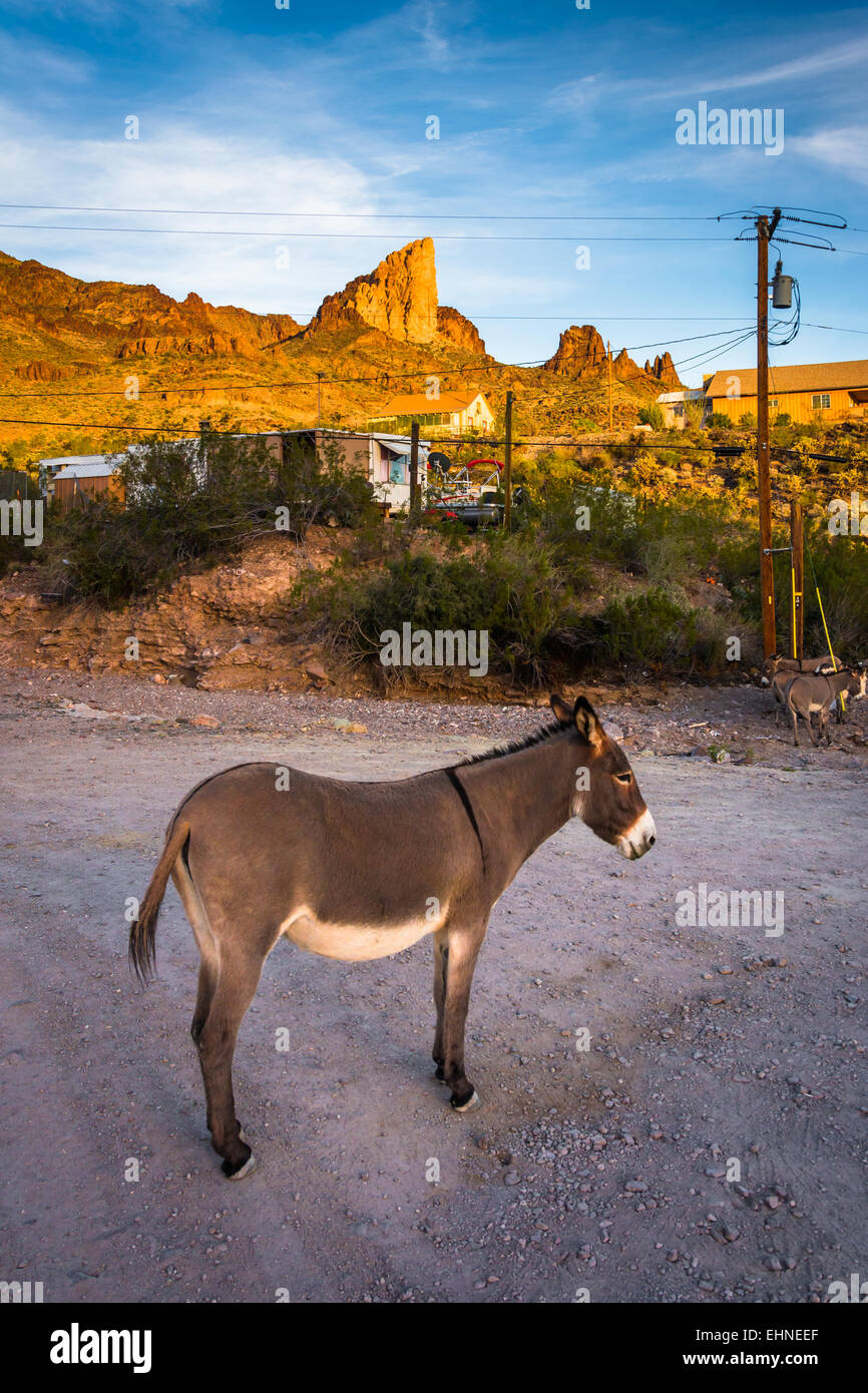 A donkey, in Oatman, Arizona Stock Photo Alamy