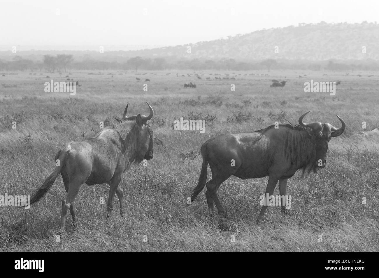 Two blue wildebeests, Connochaetes taurinus, walking in the savannah in Ngorongoro Conservation Area, Tanzania. Black and white  Stock Photo