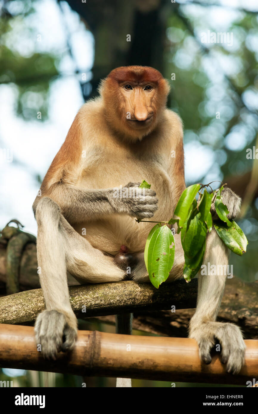 Proboscis monkey eating green foliage Stock Photo