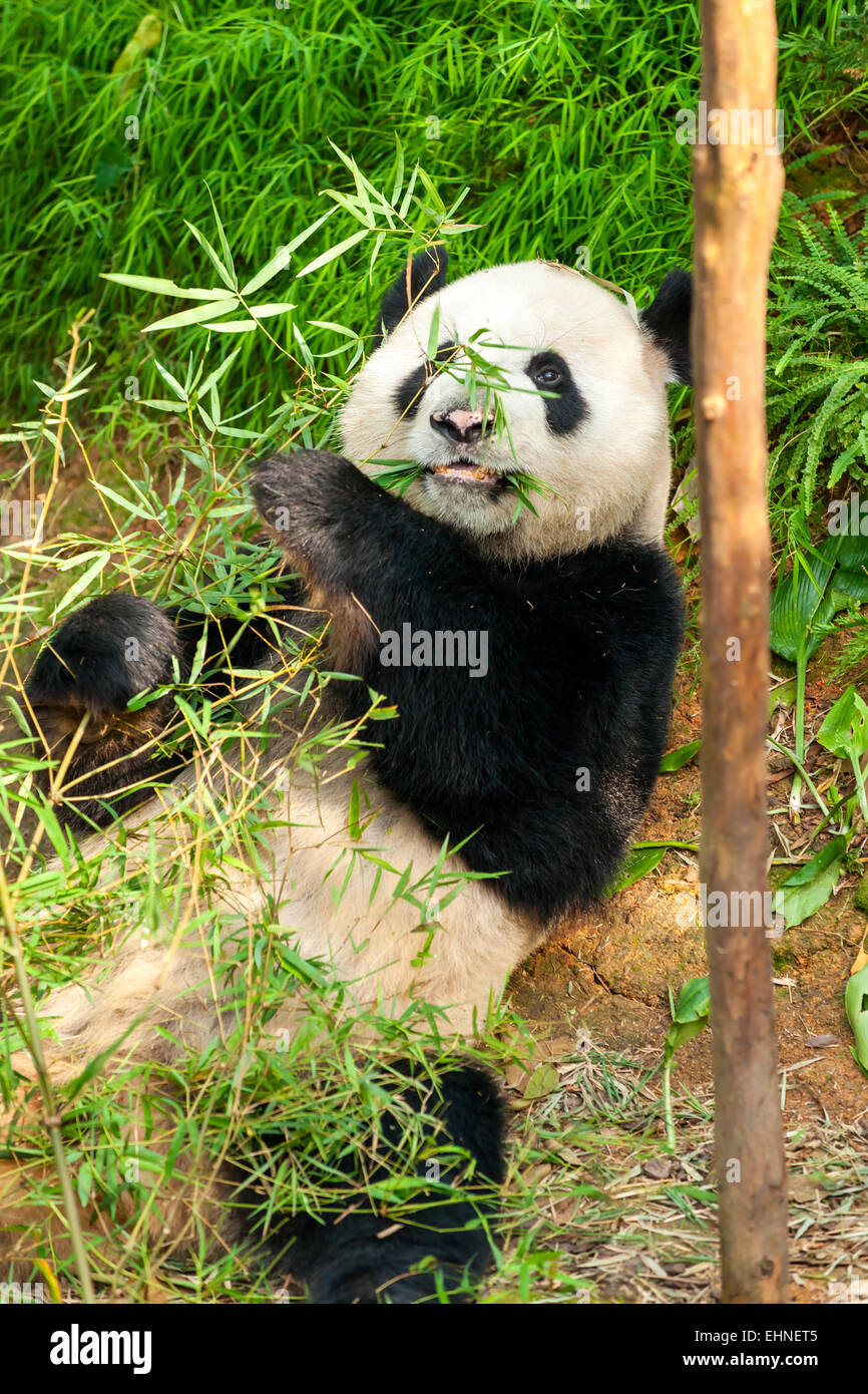 Giant panda bear eating bamboo. Stock Photo