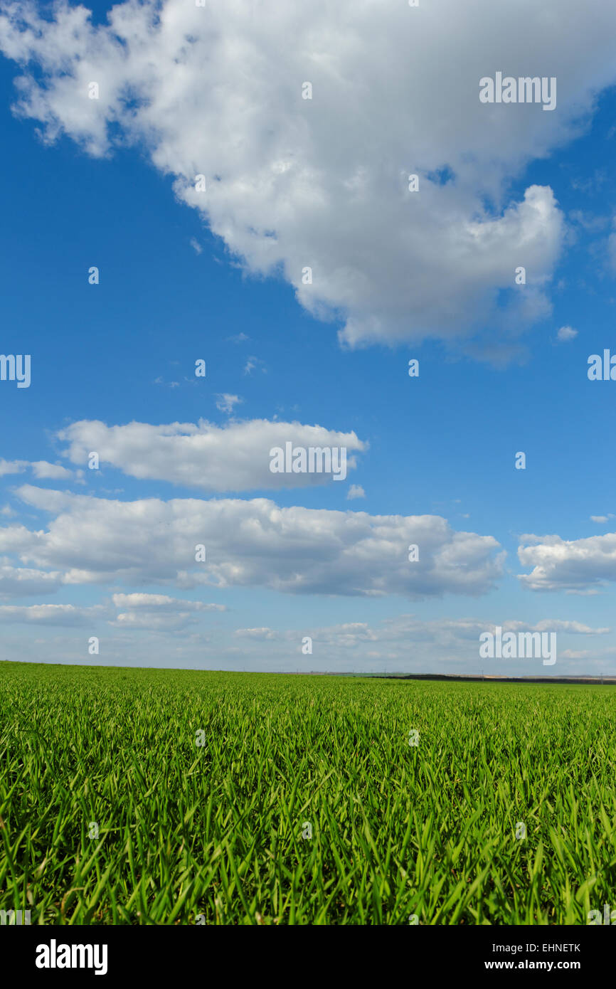 green wheat field under the blue cloudy sky Stock Photo - Alamy