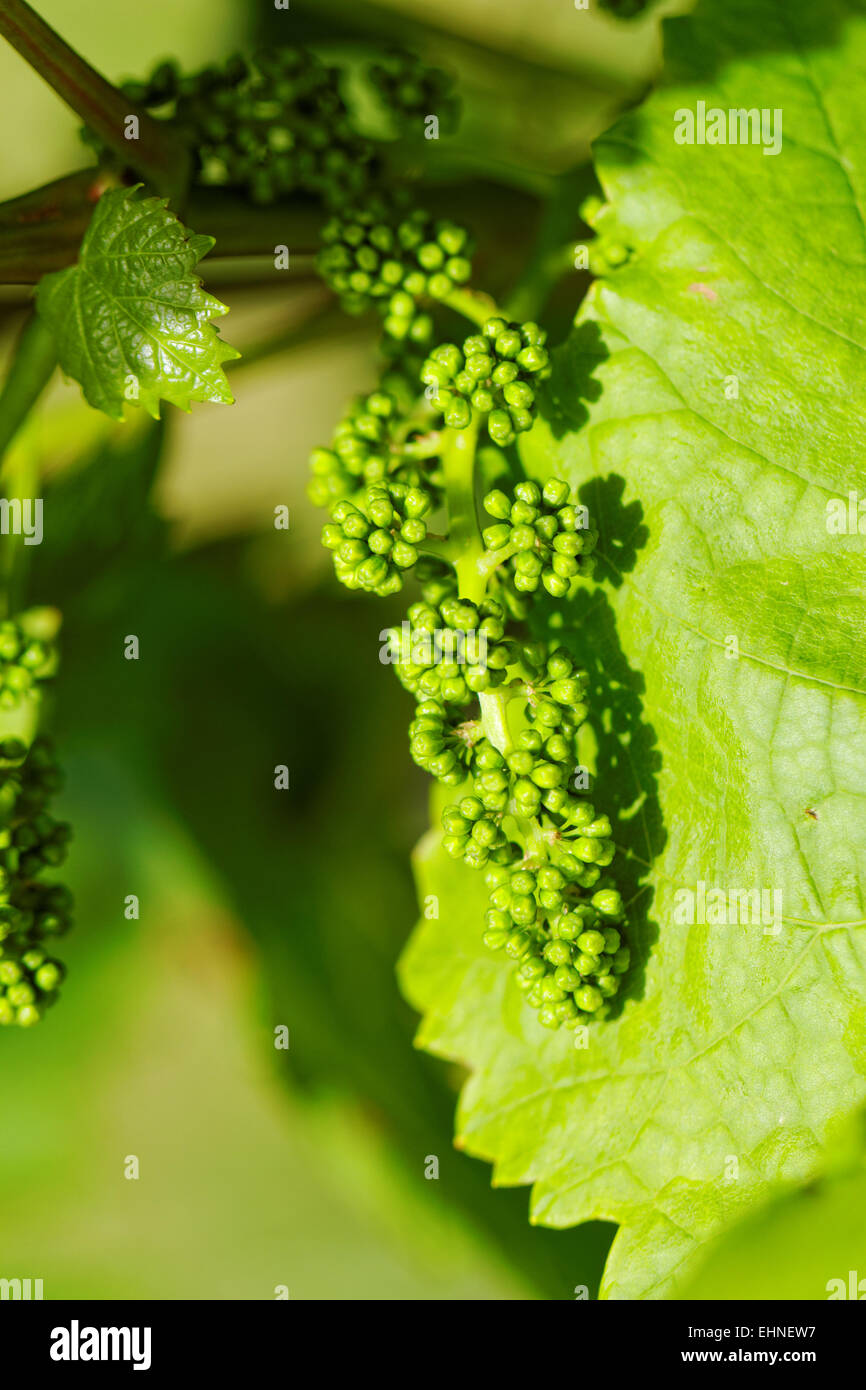 baby green grapes on the vine Stock Photo