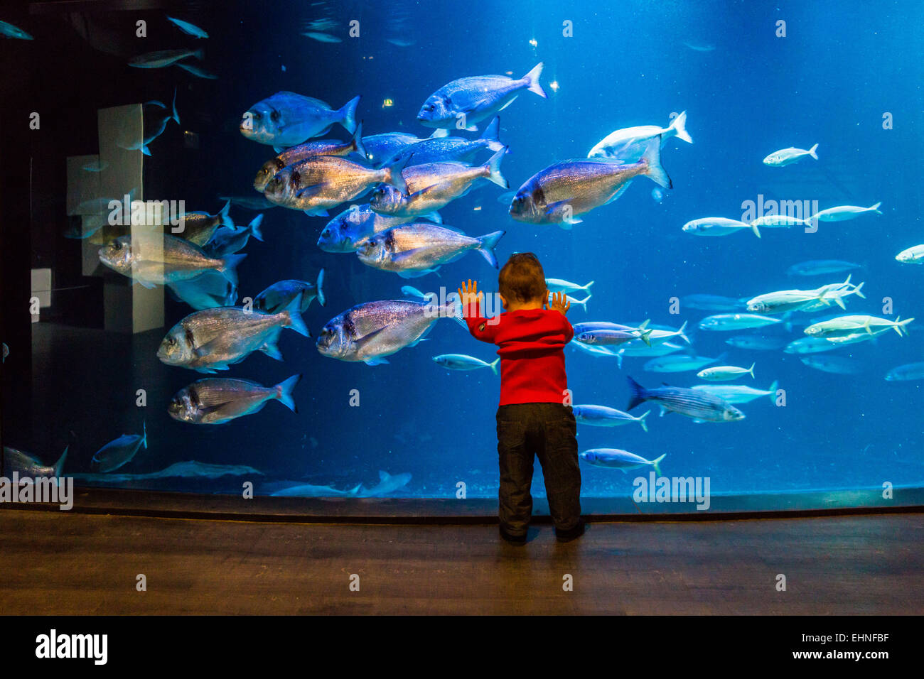 Baby boy watching fishes in an aquarium. Stock Photo