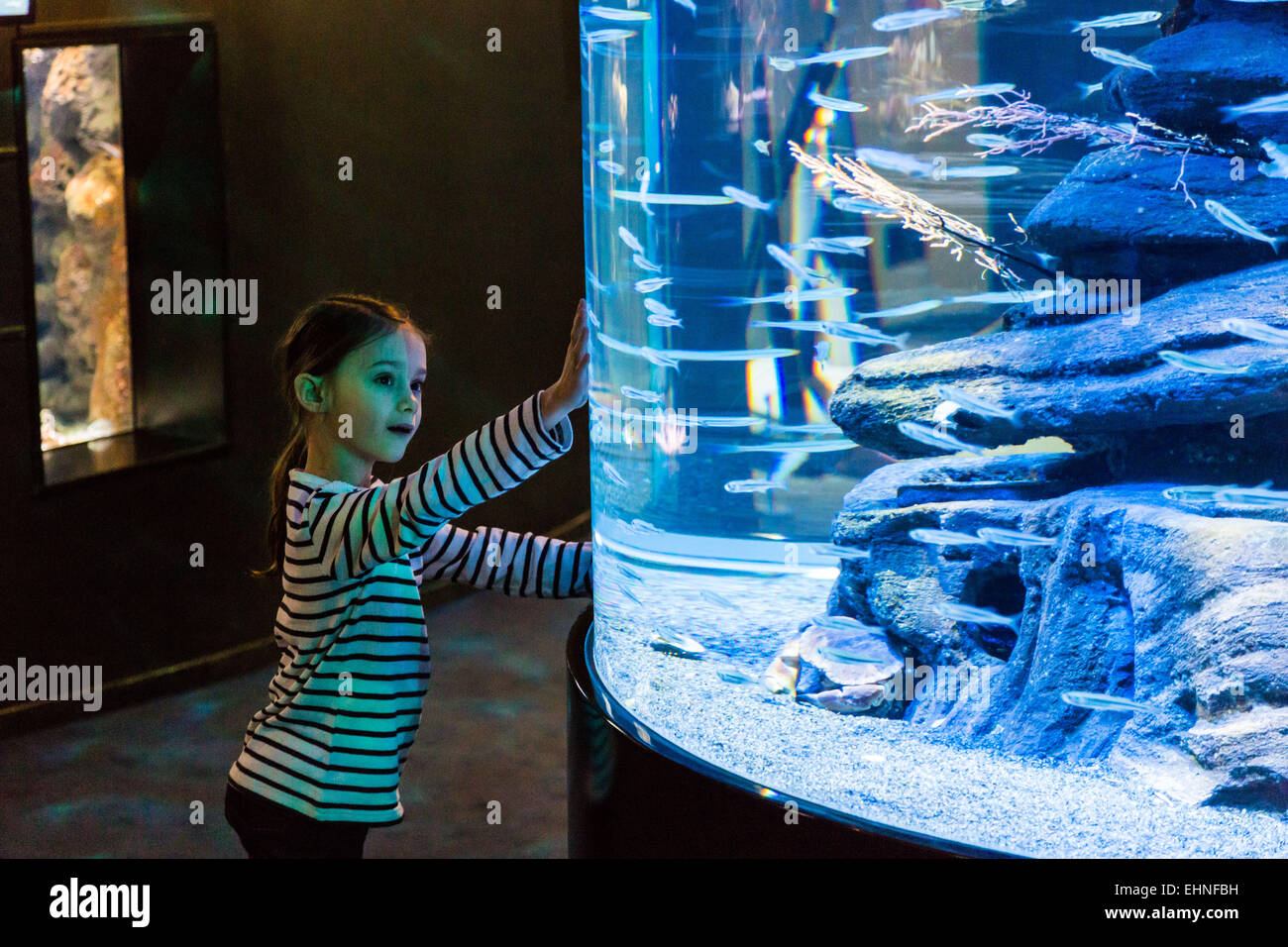 7 year-old girl watching fishes in an aquarium. Stock Photo