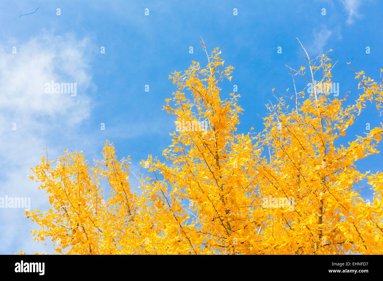 Ginkgo biloba in autumn. Stock Photo