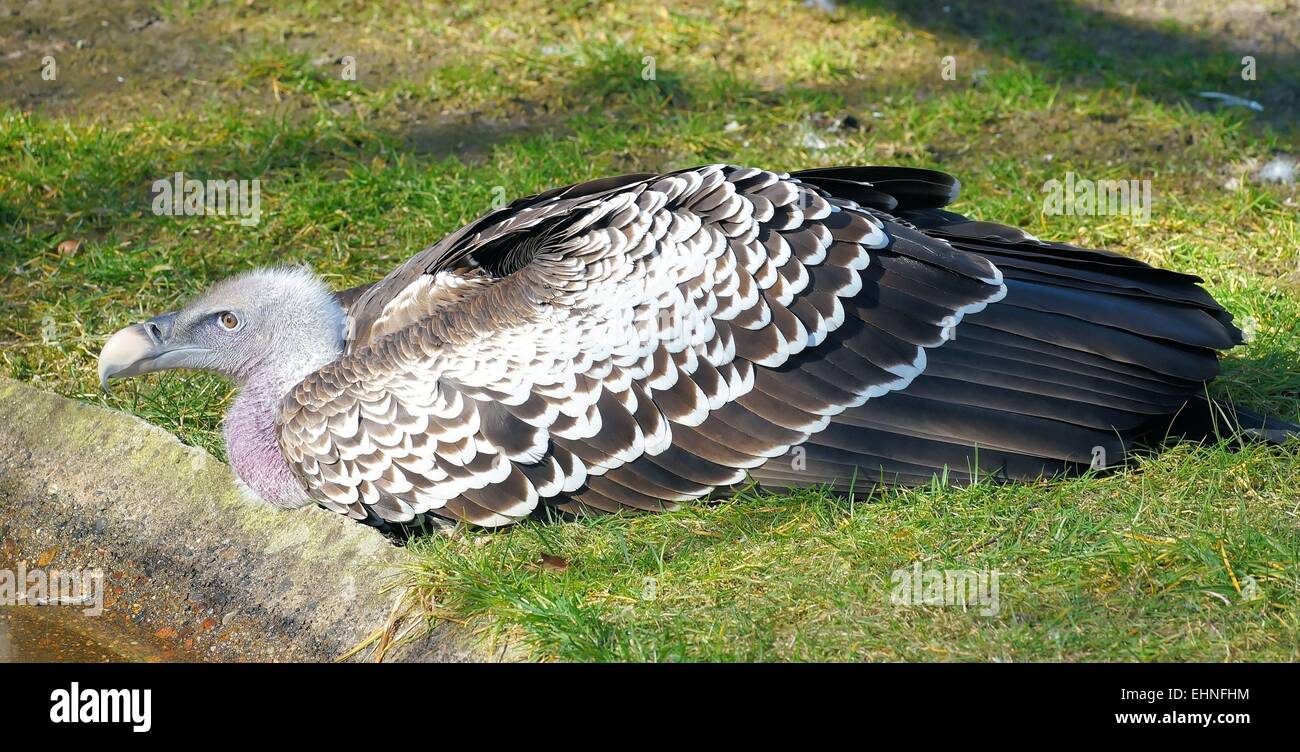 Bird Laying Down High Resolution Stock Photography and Images - Alamy