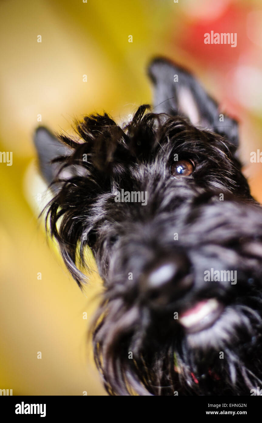 Male scottish terrier dog Stock Photo Alamy