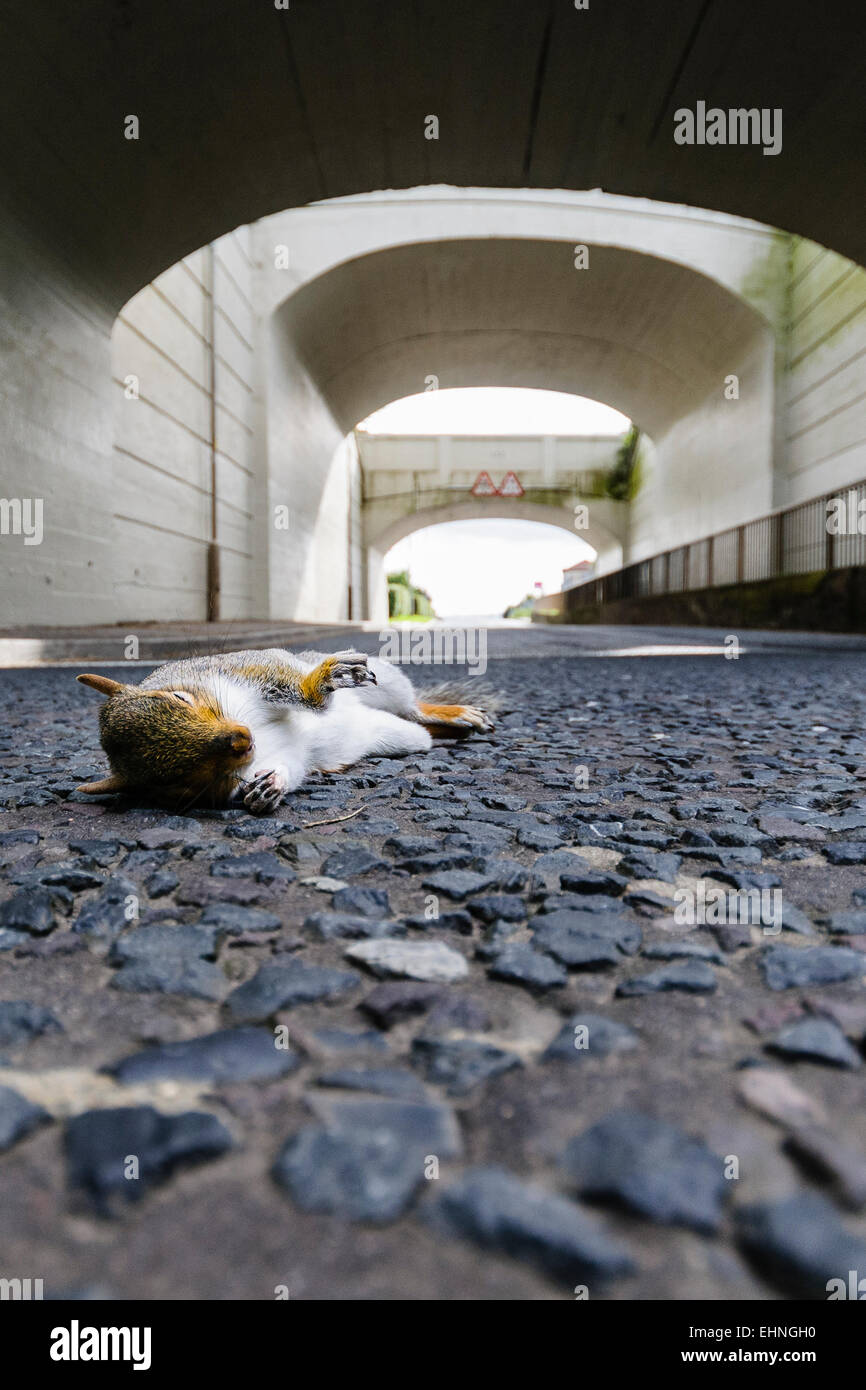 Grey squirrel lies dead on a road Stock Photo