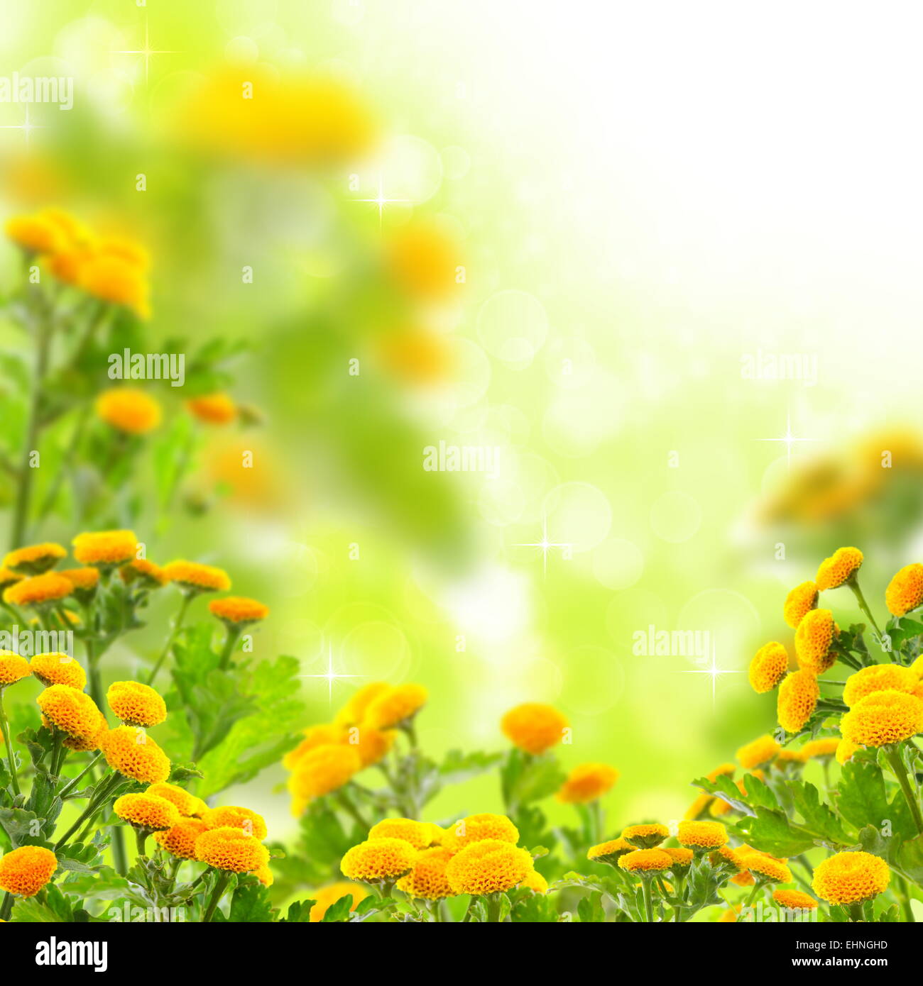 Summer bunch of flowers hi-res stock photography and images - Alamy
