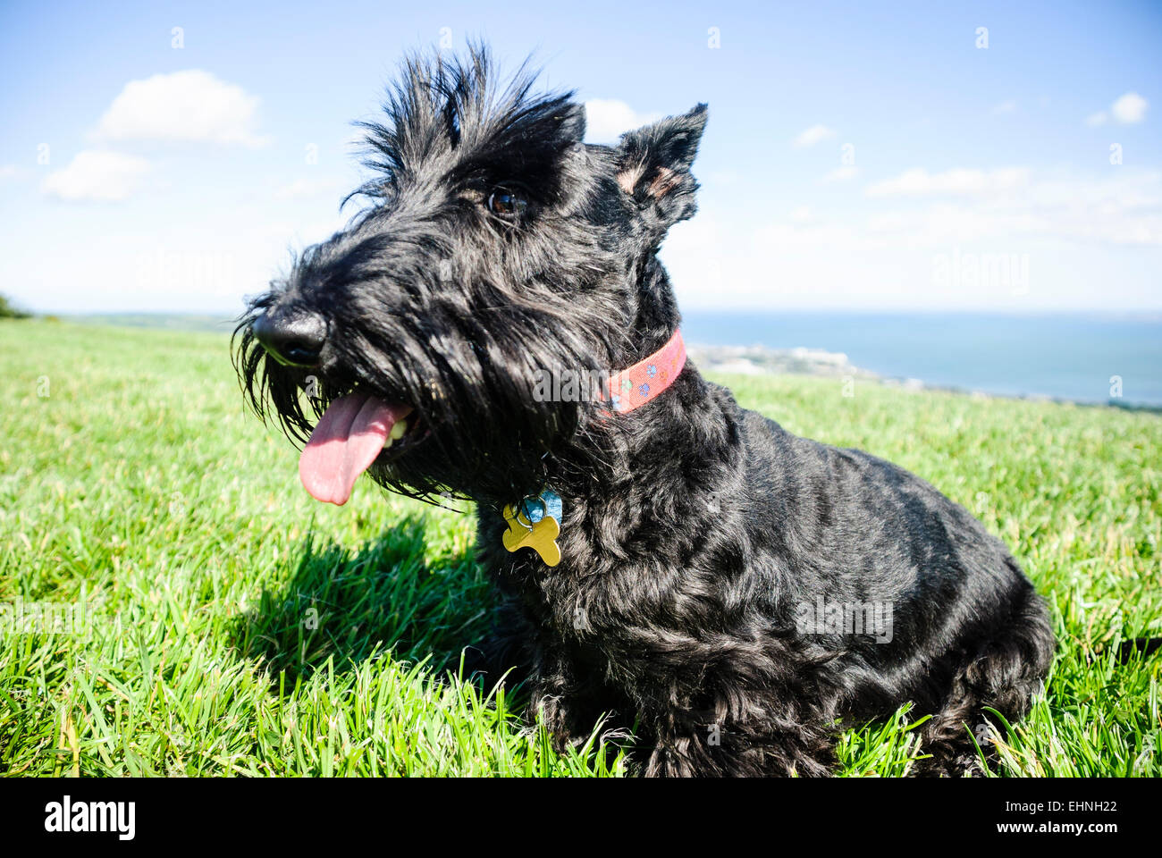 Scottish Terrier High Resolution Stock Photography and Images Alamy
