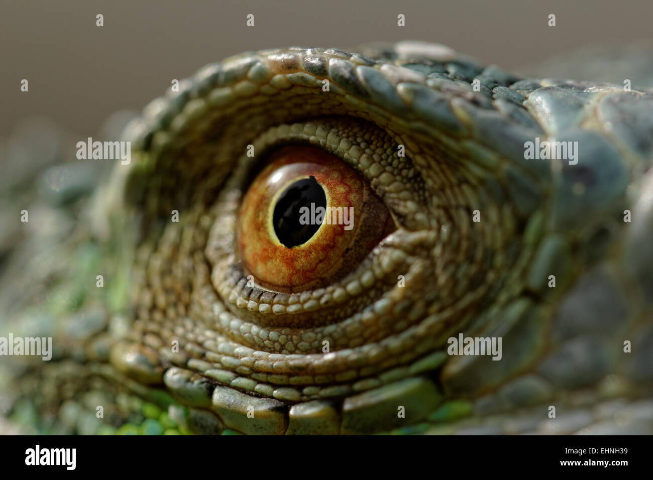 macro of a fantastic green iguana eye Stock Photo