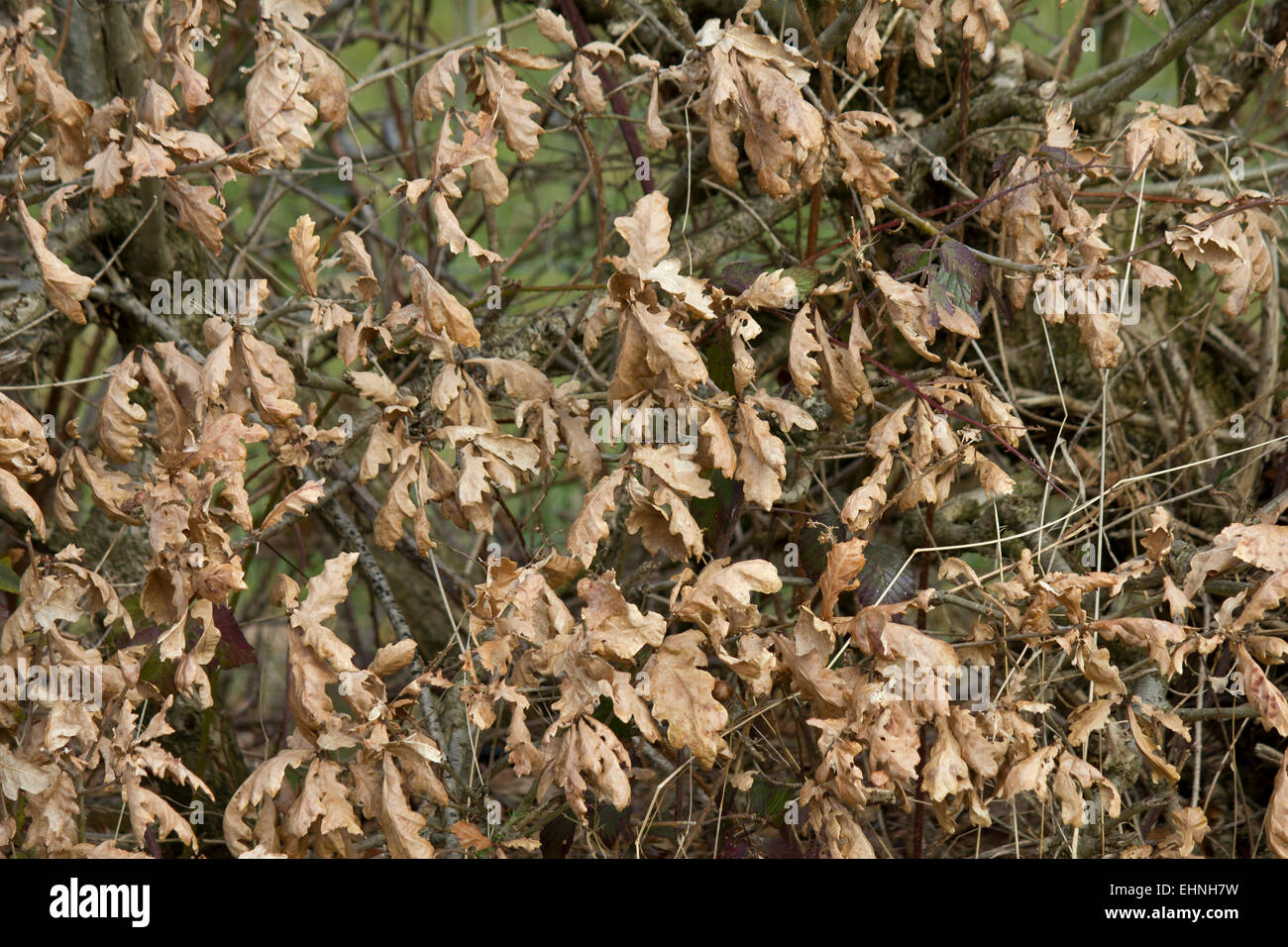 Dry oak leaves on a hedge. Stock Photo