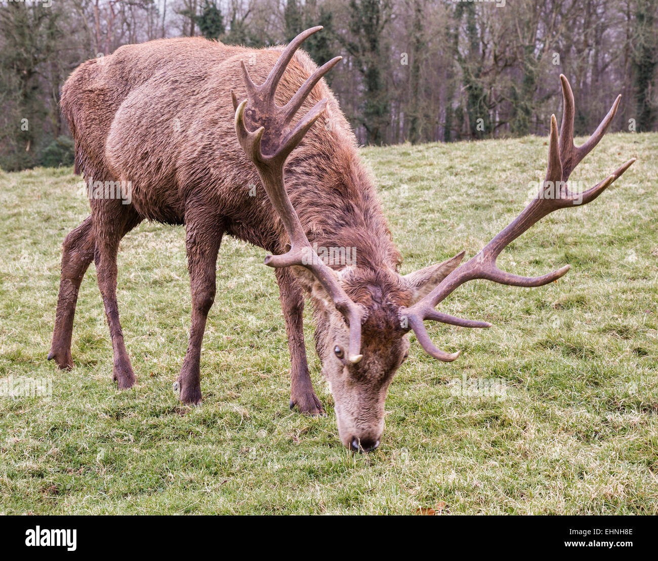 Ten point red deer Cervus elaphus stag grazing on frosted grass at Ashton Court Bristol UK Stock Photo
