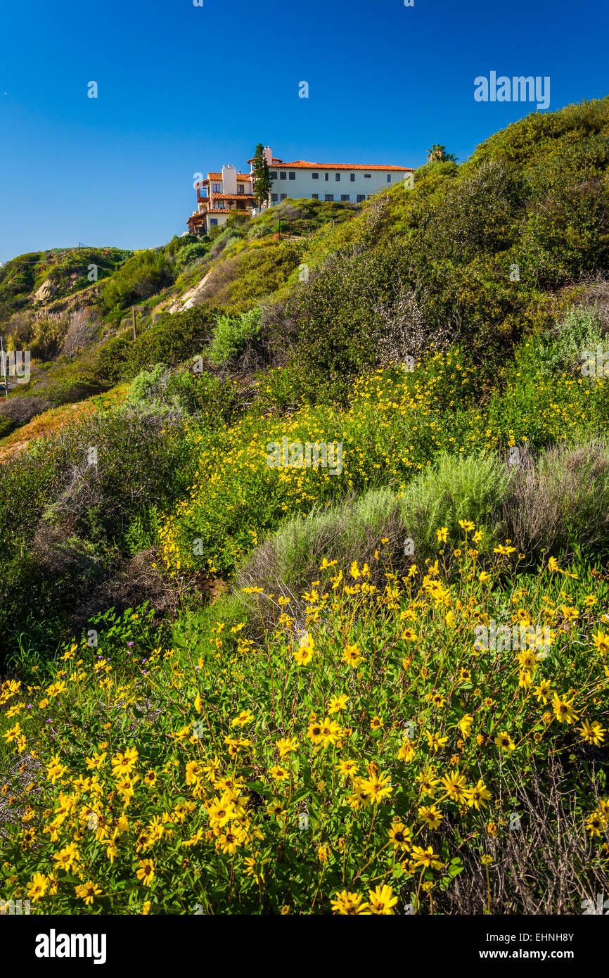 Colorful flowers on a hillside in San Clemente, California Stock Photo Alamy Colorful flowers on a hillside in San Clemente, California Stock Photo Alamy