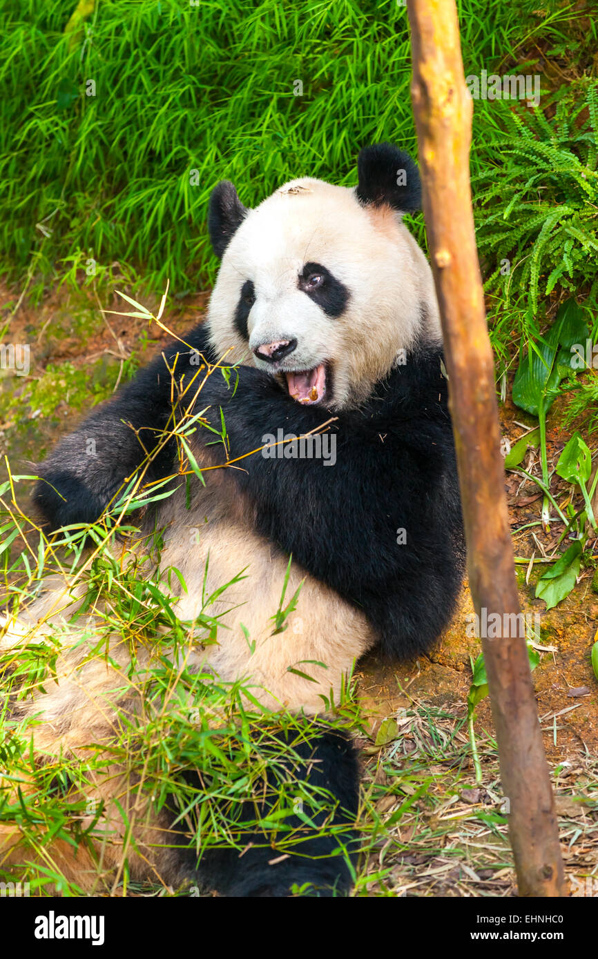 Giant panda bear eating bamboo. Stock Photo