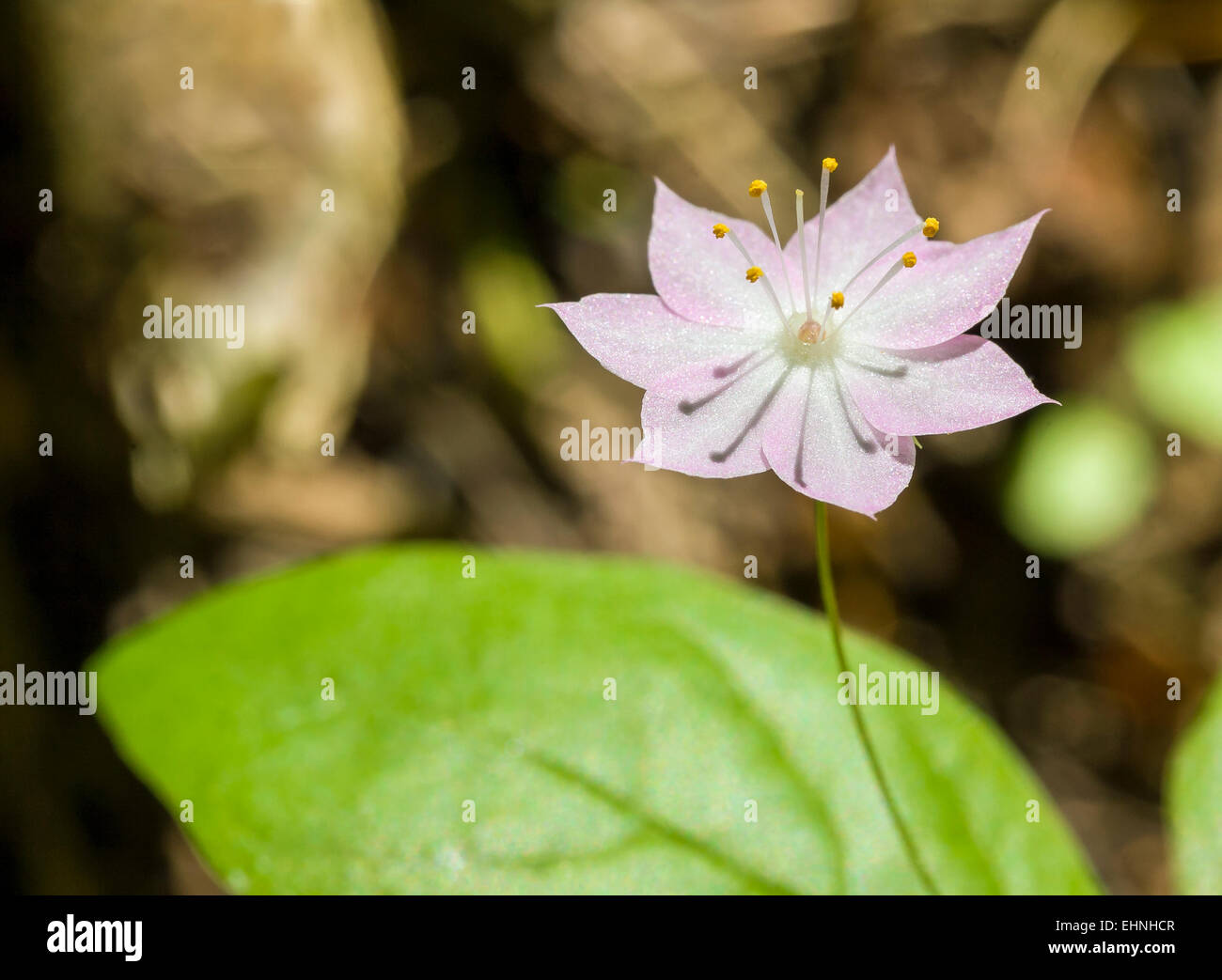 The Trientalis borealis, known as Starflower, appears to hover above its leaves on a thin, delicate stem. Stock Photo
