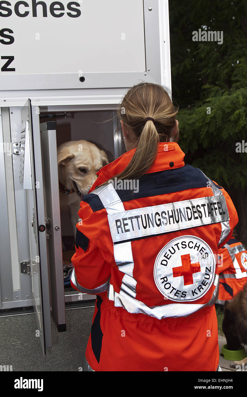 Rescue dogs Stock Photo