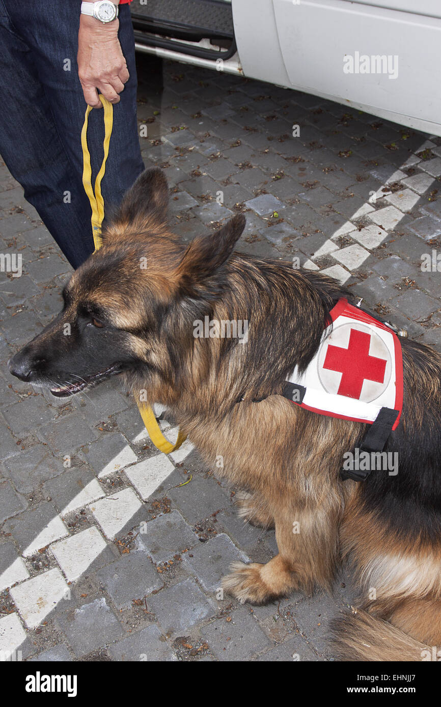 Rescue dog Stock Photo