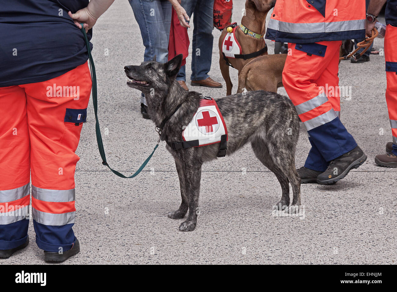 Rescue dogs Stock Photo