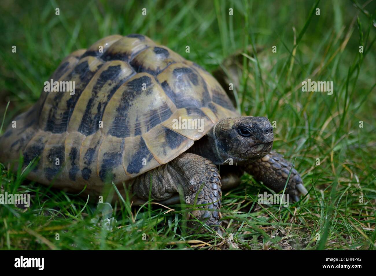 Turtle in the meadow Stock Photo Alamy