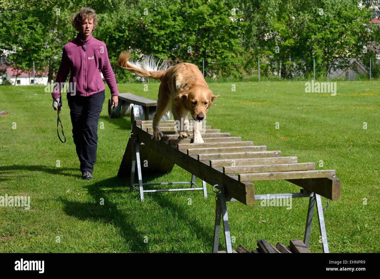 Dog trainer in rescue dog training Stock Photo Alamy