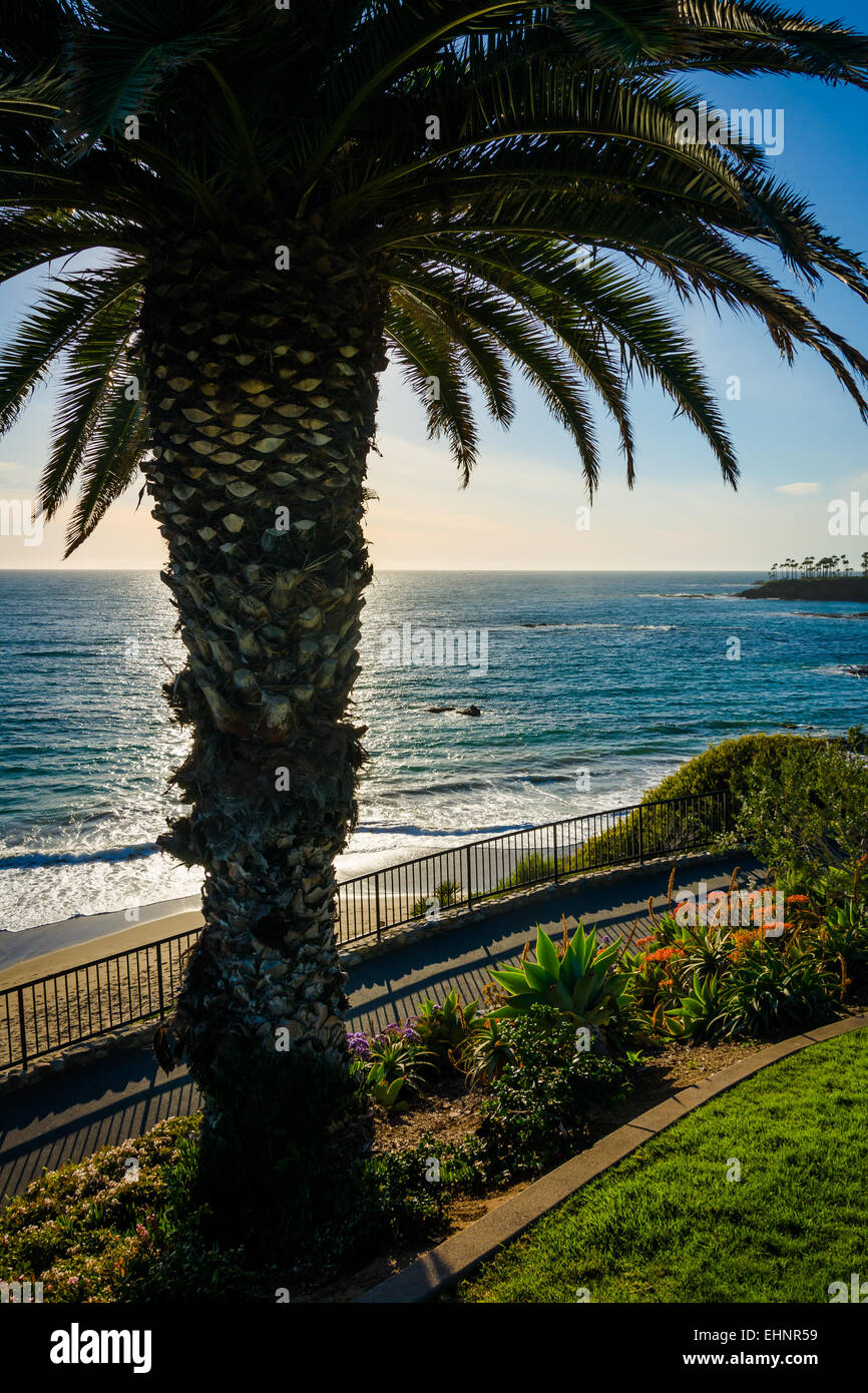 Palm tree ocean view blue hi-res stock photography and images - Alamy