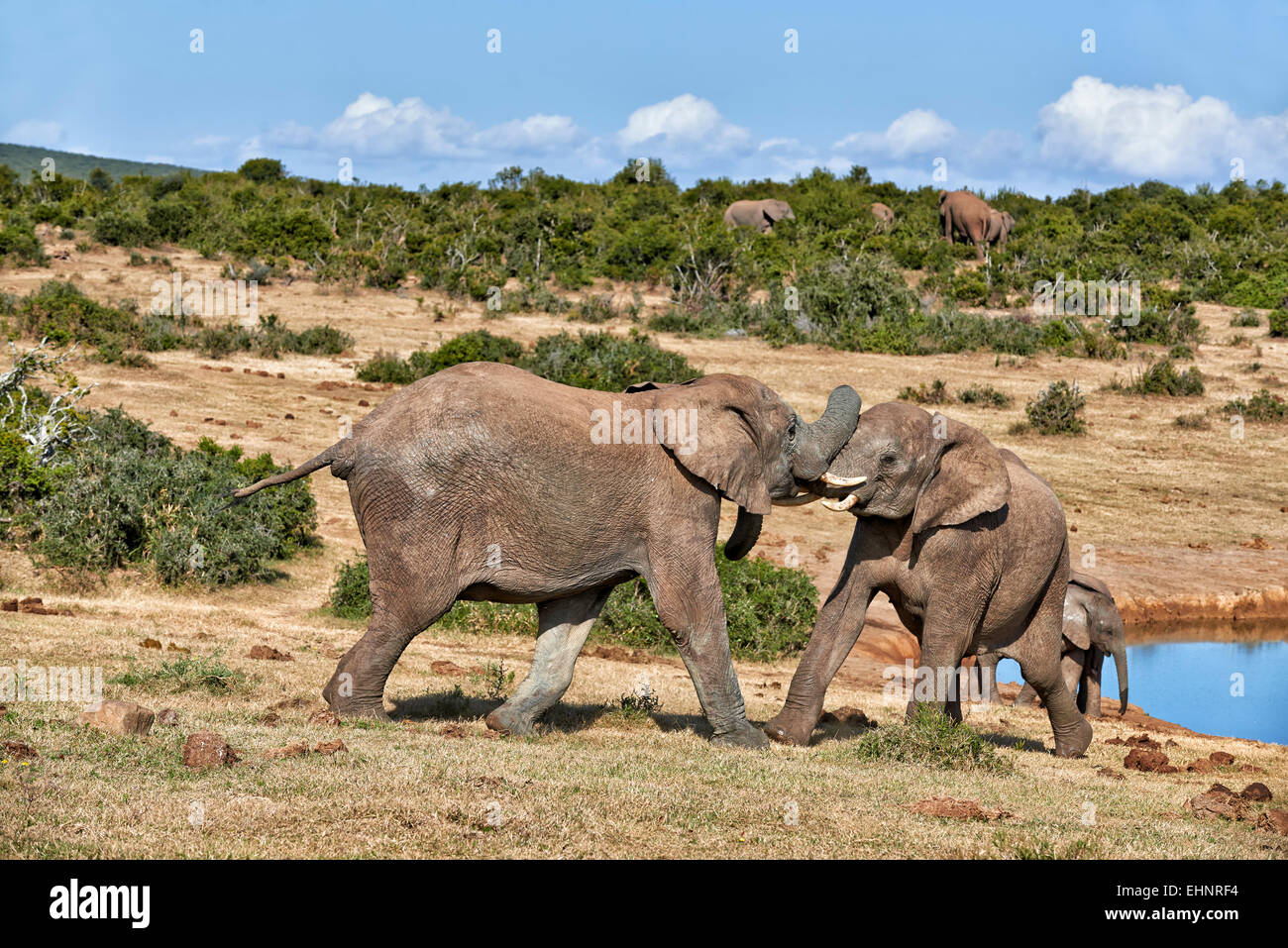 fighting African bush elephants (Loxodonta africana), Addo Elephant National Park, Eastern Cape, South Africa Stock Photo