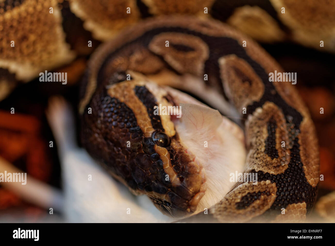 ball python eating one white mouse Stock Photo - Alamy
