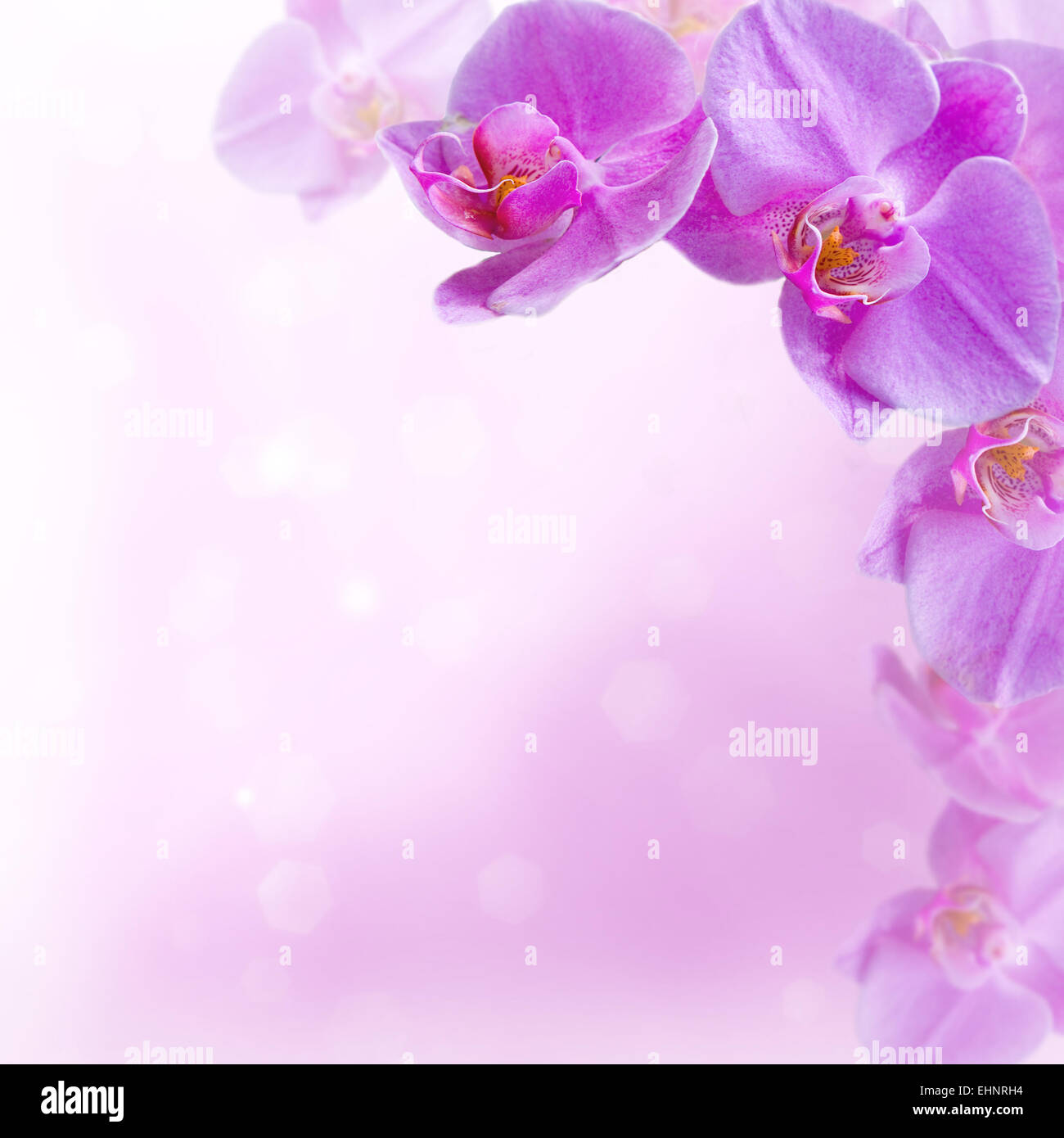 Abstract orchids hi-res stock photography and images - Alamy