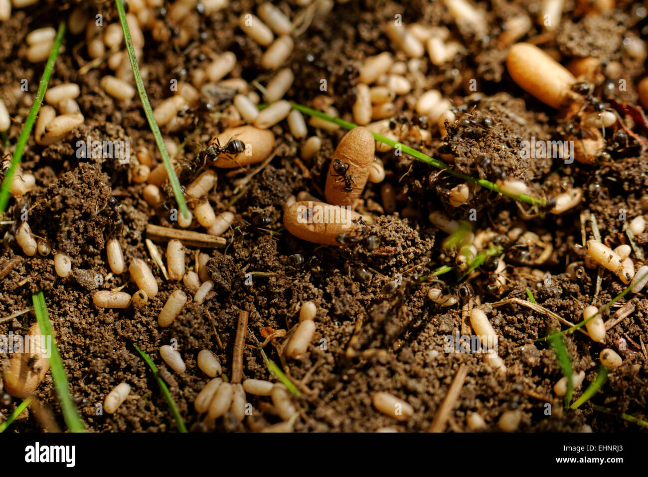 Black ants nest eggs in hires stock photography and images Alamy