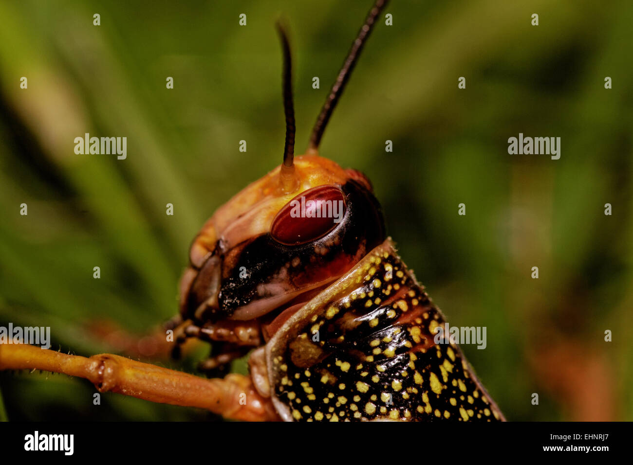 one locust eating the grass in the nature Stock Photo