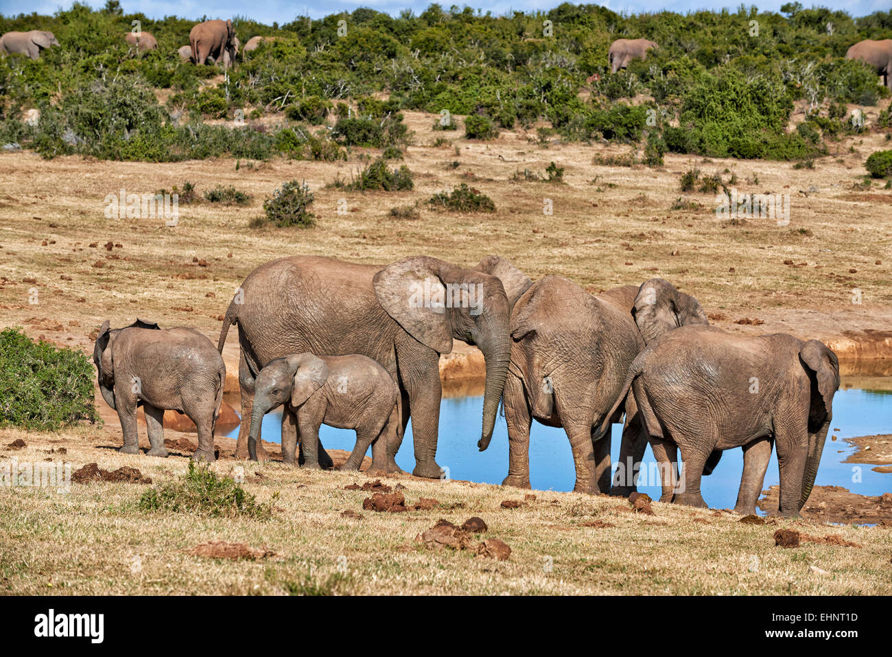 herd of African bush elephant (Loxodonta africana), Addo Elephant National Park, Eastern Cape, South Africa Stock Photo