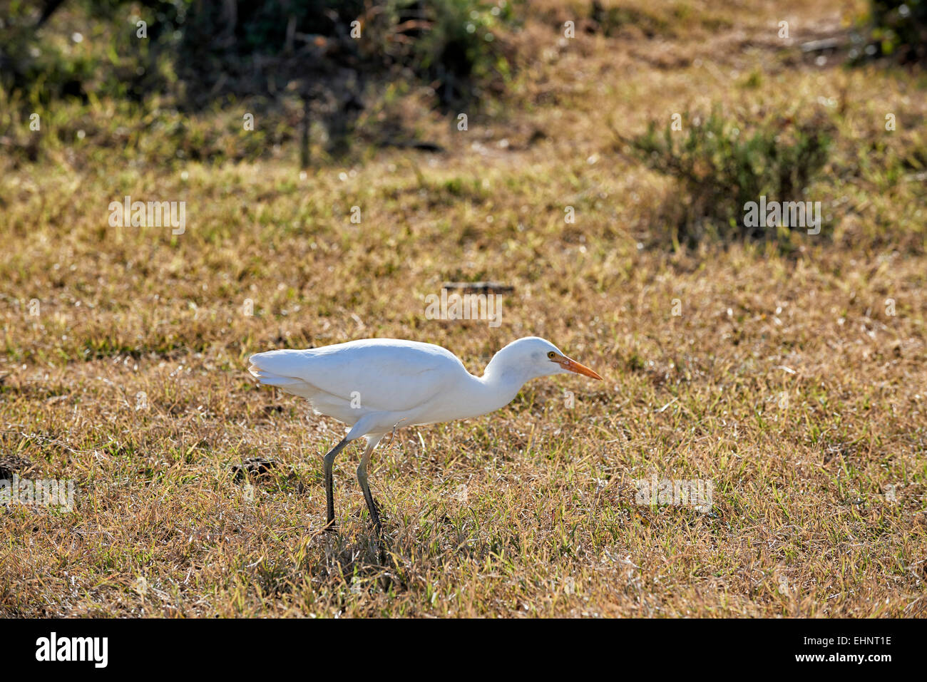 cattle egret (Bubulcus ibis), Addo Elephant National Park, Eastern Cape, South Africa Stock Photo