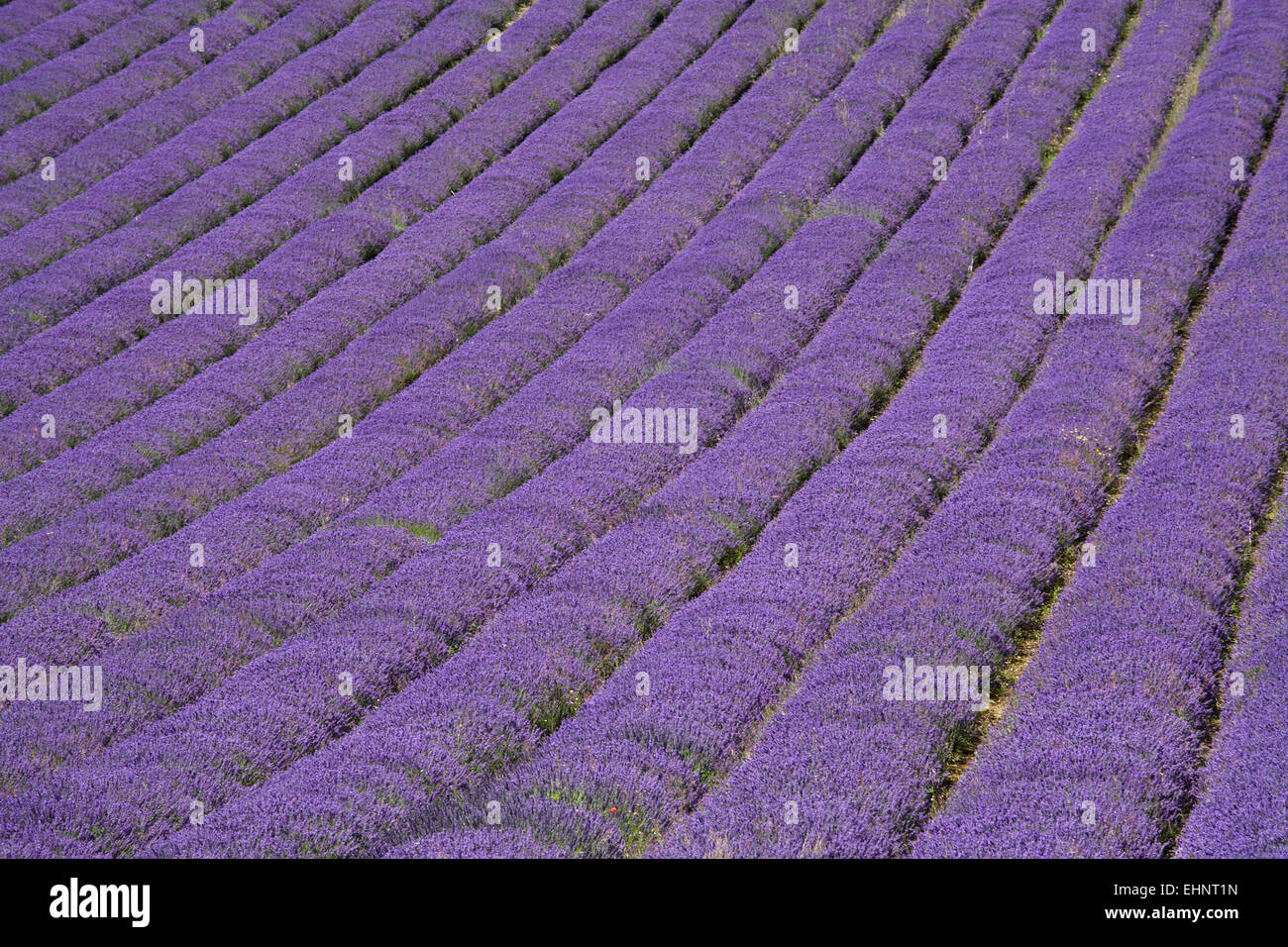Lavender field, Lordington, West Sussex, England, UK Stock Photo