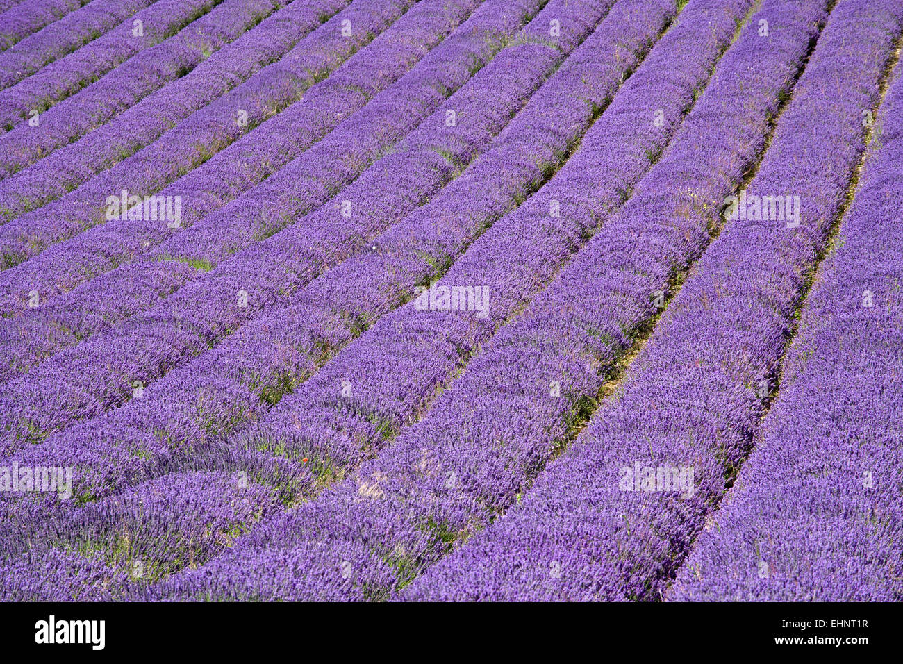 Lavender field, Lordington, West Sussex, England, UK Stock Photo