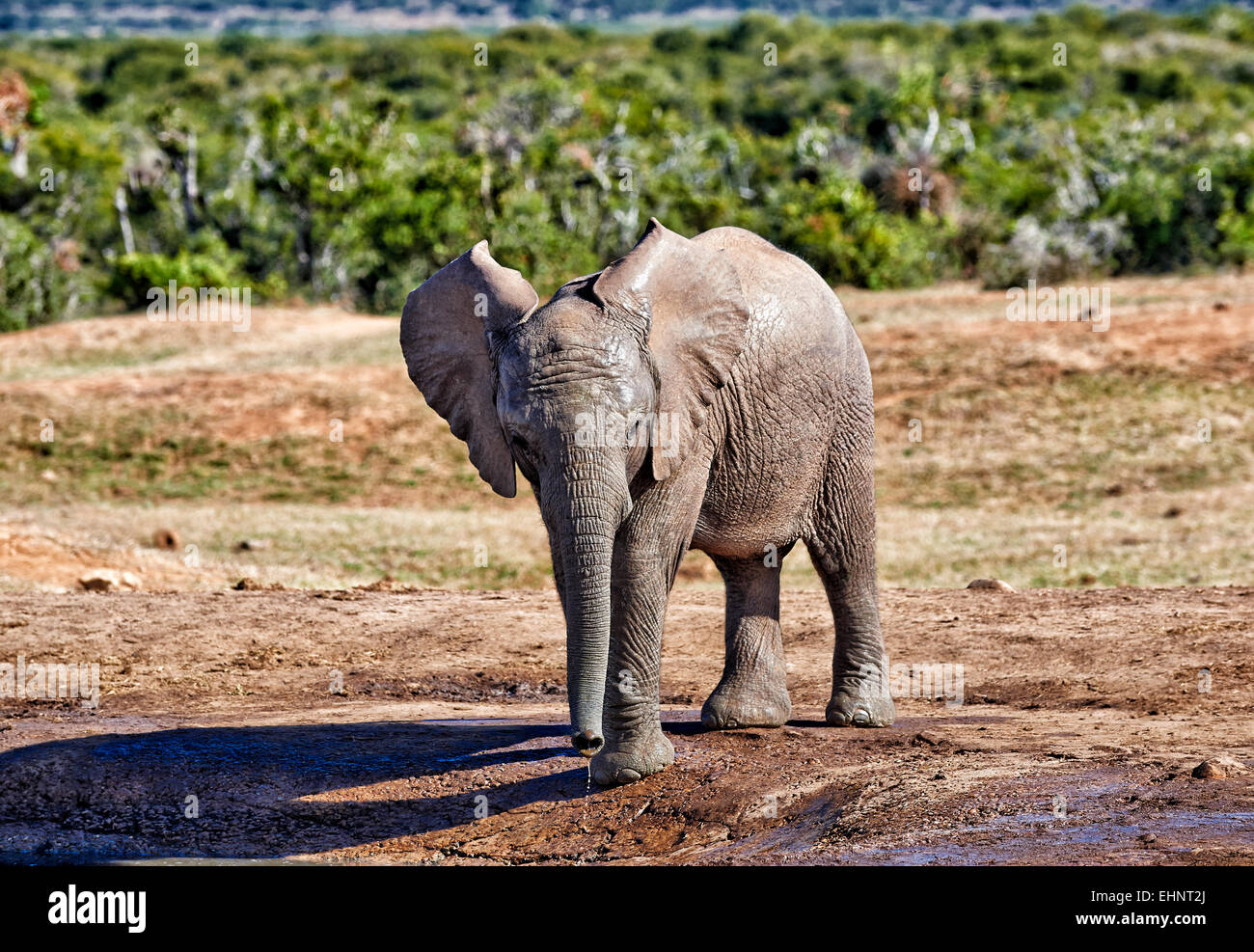 young African bush elephant (Loxodonta africana), Addo Elephant National Park, Eastern Cape, South Africa Stock Photo