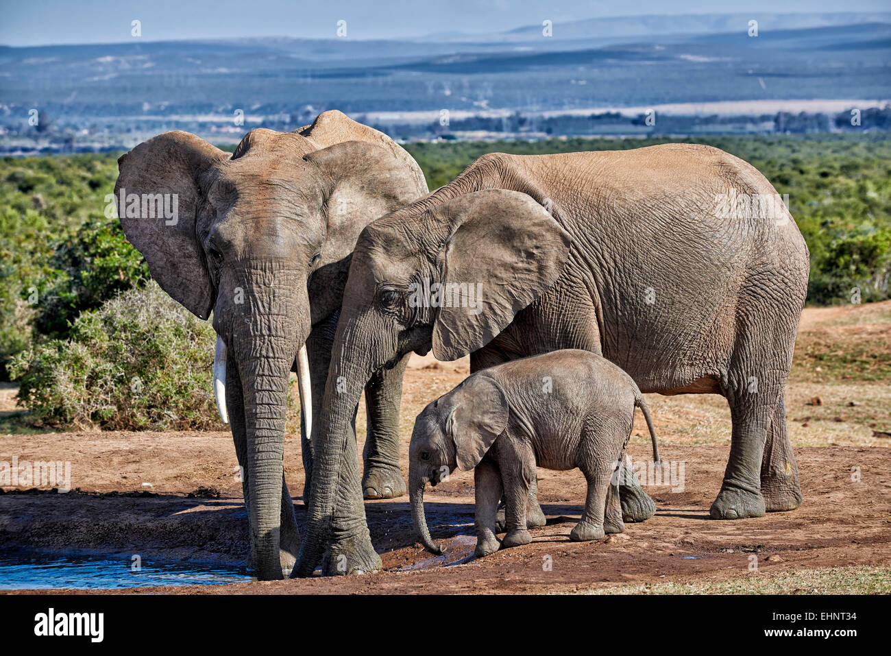 African bush elephants with youngster (Loxodonta africana), Addo Elephant National Park, Eastern Cape, South Africa Stock Photo