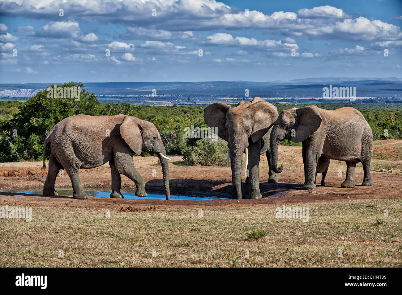 herd of African bush elephant (Loxodonta africana), Addo Elephant National Park, Eastern Cape, South Africa Stock Photo