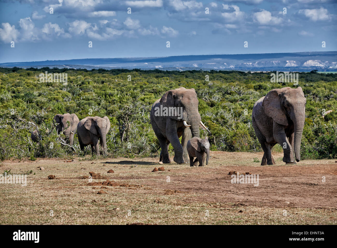 herd of African bush elephant (Loxodonta africana), Addo Elephant National Park, Eastern Cape, South Africa Stock Photo