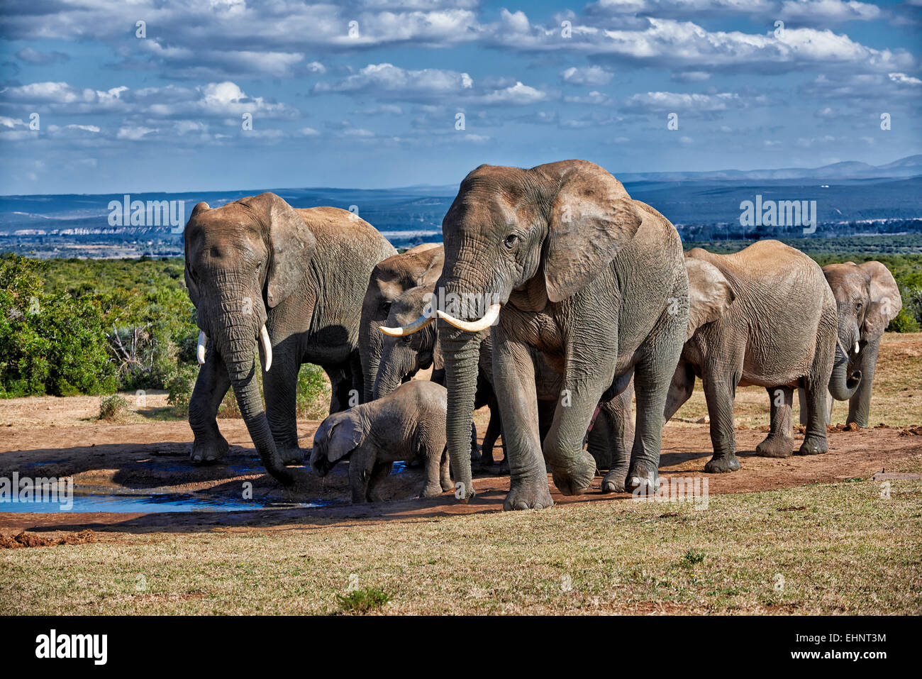 herd of African bush elephant (Loxodonta africana), Addo Elephant National Park, Eastern Cape, South Africa Stock Photo